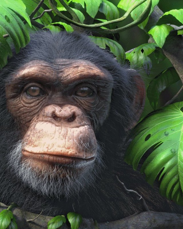 3D Chimpanzee Lenticular Hologram