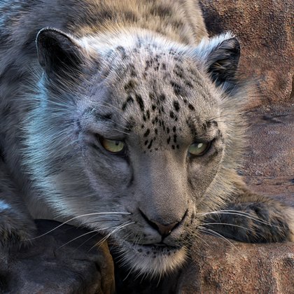 3D Snow Leopard