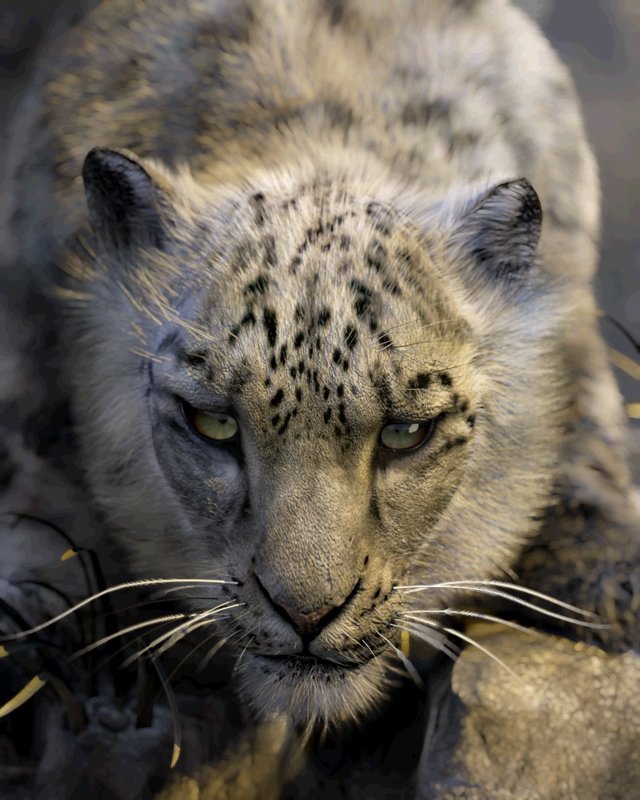 3D Lenticular Of Snow Leopard