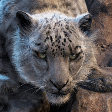 3D Lenticular Snow Leopard